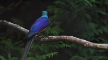 Altın göğüslü sığırcık. Lamprotornis rejimi, aynı zamanda kraliyet sığırcığı olarak da bilinir.