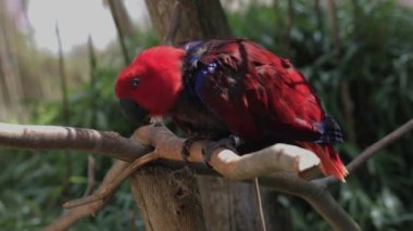 Eklektus papağanı. Eclectus roratus, Solomon Adaları, Sumba, Yeni Gine 'ye özgü bir papağandır..