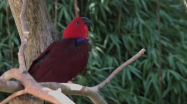 Eklektus papağanı. Eclectus roratus, Solomon Adaları, Sumba, Yeni Gine 'ye özgü bir papağandır..
