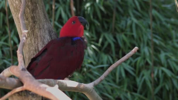 Perroquet Éclectique Eclectus Roratus Est Perroquet Originaire Des Îles Salomon — Video
