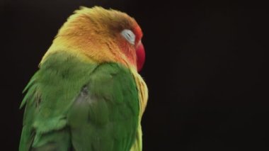 Fischer 'ın Aşk Kuşu ağaç dalında duruyor. Agapornis fischeri