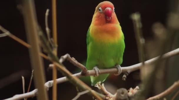 Fischer Lovebird Galho Árvore Agapornis Fischeri — Vídeo de Stock