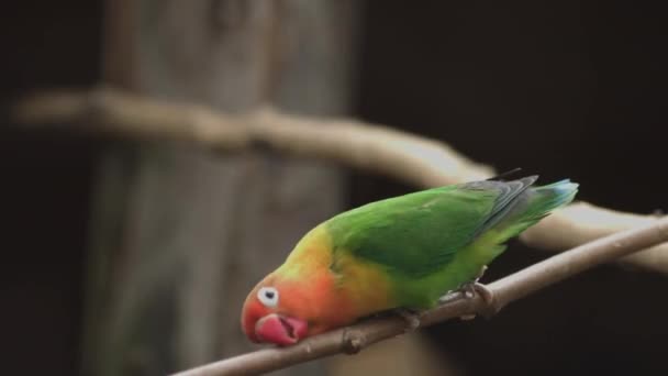Fischer Lovebird Seisoo Puun Oksalla Agapornis Fischeri — kuvapankkivideo