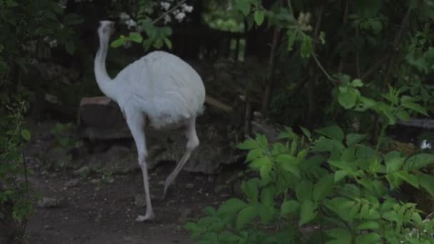 Větší Rhea Druh Nelétavého Ptáka Původem Východní Jižní Ameriky Rhea — Stock video