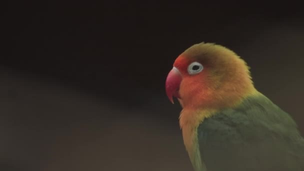 Fischer Lovebird Stojí Větvi Stromu Agapornis Fischeri — Stock video