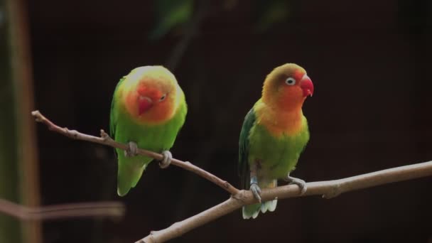 Fischer Lovebird Standing Tree Branch Agapornis Fischeri — Stock Video