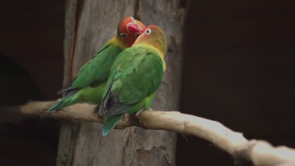 Fischer Lovebird Berdiri Cabang Pohon Agapornis Fischeri — Stok Video