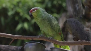 Kırmızı taçlı Amazonlar. Amazona viridigenalis, aynı zamanda kırmızı taçlı papağan, yeşil yanaklı Amazon ya da Meksika kızıl saçlı papağan olarak da bilinir..