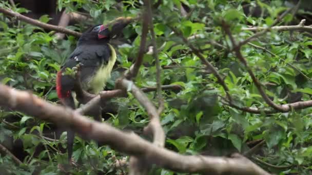 Aracari Verde Tucán Pájaro Paseriforme Pteroglossus Viridis — Vídeos de Stock