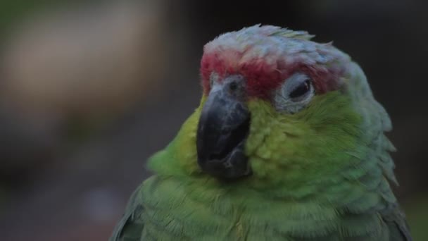 Czerwono Koronowane Amazonki Amazona Viridigenalis Znana Również Jako Papuga Czerwonogłowa — Wideo stockowe