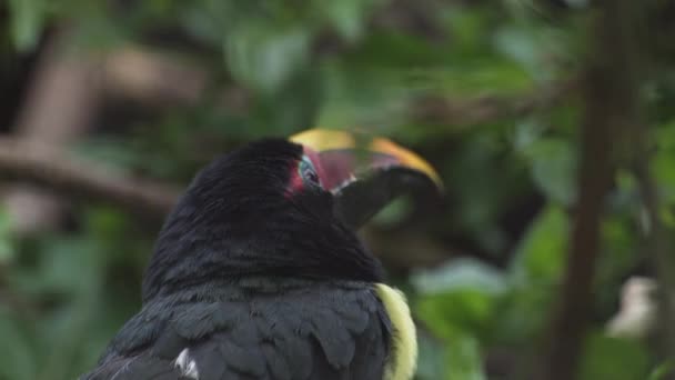 Зеленый Аракари Тукан Почти Прохожая Птица Pterogfsus Viridis — стоковое видео