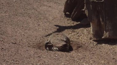 Kumda yürüyen, beslenen ve kürek çeken gri keklik kuşlarının mükemmel yakın çekimi. Perdix perdix