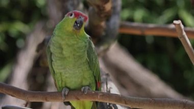 Kırmızı taçlı Amazonlar. Amazona viridigenalis, aynı zamanda kırmızı taçlı papağan, yeşil yanaklı Amazon ya da Meksika kızıl saçlı papağan olarak da bilinir..