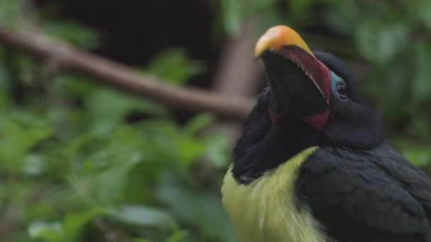 Зеленый Аракари Тукан Почти Прохожая Птица Pterogfsus Viridis — стоковое видео
