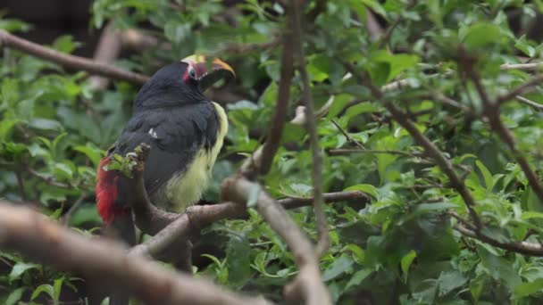 Groene Aracari Toekan Nabij Passerine Vogel Pteroglossus Viridis — Stockvideo