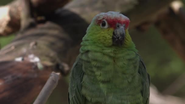 Κόκκινες Αμαζόνες Amazona Viridigenalis Επίσης Γνωστή Κόκκινο Στεφθεί Παπαγάλος Πράσινο — Αρχείο Βίντεο
