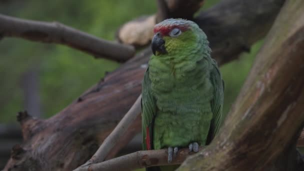 Κόκκινες Αμαζόνες Amazona Viridigenalis Επίσης Γνωστή Κόκκινο Στεφθεί Παπαγάλος Πράσινο — Αρχείο Βίντεο