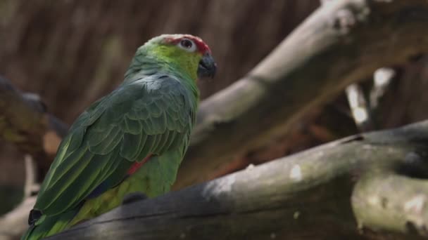 Röda Krönta Amazoner Amazona Viridigenalis Även Känd Som Rödkrönt Papegoja — Stockvideo