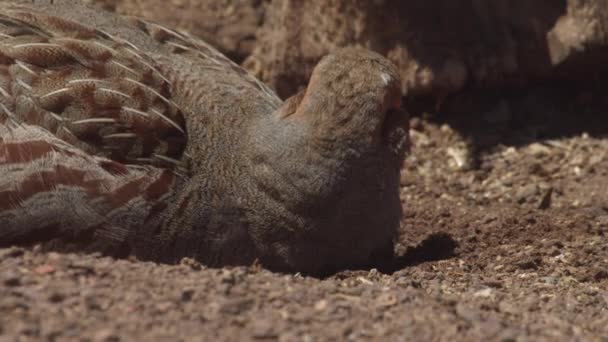 Перфекционизм Птиц Куропаток Гуляющих Кормящихся Грызущих Песке Perdix Perdix — стоковое видео