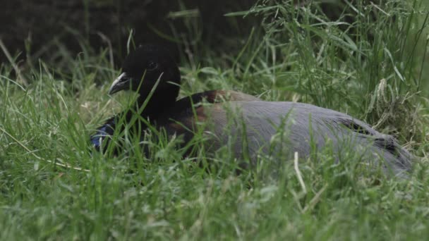 灰色翅膀的小号手坐在草地上 Psophia Crepitans 优质Fullhd影片 — 图库视频影像