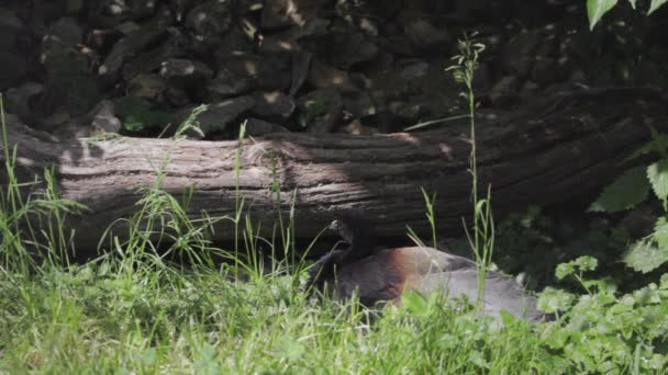 灰色翅膀的小号手坐在草地上 Psophia Crepitans 优质Fullhd影片 — 图库视频影像