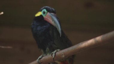 Guiana Toucanet bir ağaç dalında ya da Guyana Toucanet 'te duruyor. Selenidera piperivora. Ramphastidae ailesi..