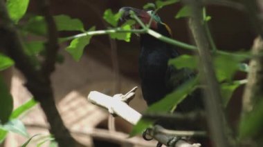 Guiana Toucanet bir ağaç dalında ya da Guyana Toucanet 'te duruyor. Selenidera piperivora. Ramphastidae ailesi..
