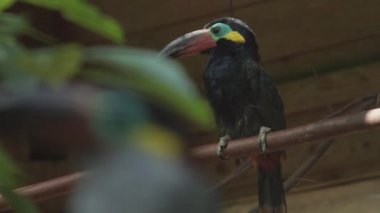 Guiana Toucanet bir ağaç dalında ya da Guyana Toucanet 'te duruyor. Selenidera piperivora. Ramphastidae ailesi..
