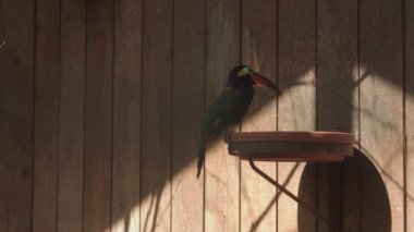 Guiana Toucanet bir ağaç dalında ya da Guyana Toucanet 'te duruyor. Selenidera piperivora. Ramphastidae ailesi..