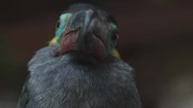 Guiana Toucanet bir ağaç dalında ya da Guyana Toucanet 'te duruyor. Selenidera piperivora. Ramphastidae ailesi..