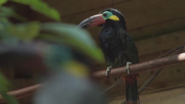 Guiana Toucanet Berdiri Cabang Pohon Atau Guyana Toucanet Selenidera Piperivora — Stok Video