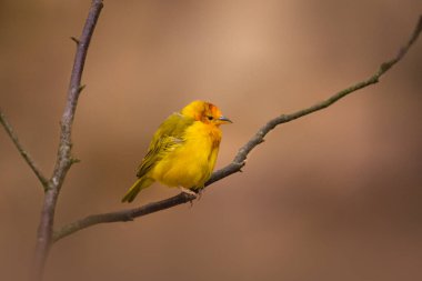 Taveta Golden Weaver. Ploceus Castaneiceps tünekte. Yüksek kalite fotoğraf
