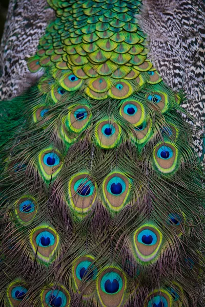 布洛克孔雀羽毛 印度的山雀 Pavo犯罪记录高质量的照片 — 图库照片