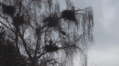 Gri balıkçıllar ağaçta yuva yapar. Ardea cinerea