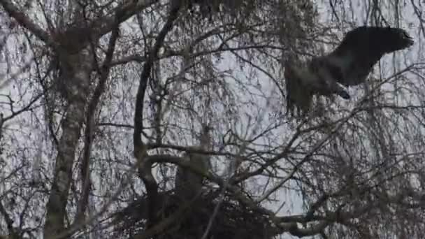 가리는 나무에 둥지를 삽니다 아르데아시 — 비디오