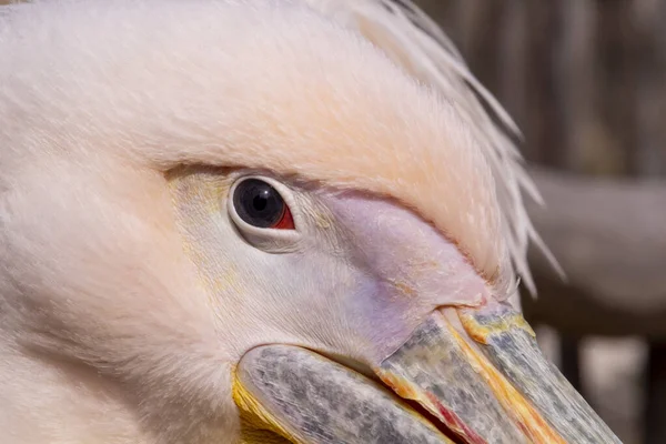 Grote Witte Pelikaan Pelecanus Onocrotalus Pelican Oog Dicht Hoge Kwaliteit — Stockfoto