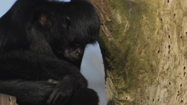 Mono Araña Cabeza Marrón Está Trepando Cuerda Ateles Fusciceps Imágenes — Vídeo de stock