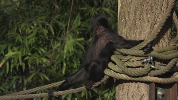 Mono Araña Cabeza Marrón Está Trepando Cuerda Ateles Fusciceps Imágenes — Vídeos de Stock