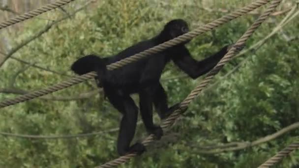 Macaco Aranha Cabeça Castanha Está Subir Corda Ateles Fusciceps Imagens — Vídeo de Stock