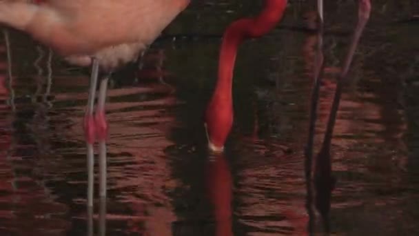 Caribbean Flamingo Breeding Season Phoenicopterus Ruber American Flamingo High Quality — Stock Video