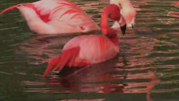 Карибский Фламинго Сезон Размножения Феникс Рубер Американский Фламинго Высококачественные Fullhd — стоковое видео