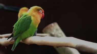 Fischer 'ın Aşk Kuşu ağaç dalında duruyor. Agapornis fischeri