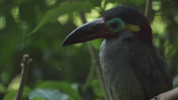 Zielone Arakari Tukan Prawie Przechodni Ptak Pteroglossus Viridis — Wideo stockowe