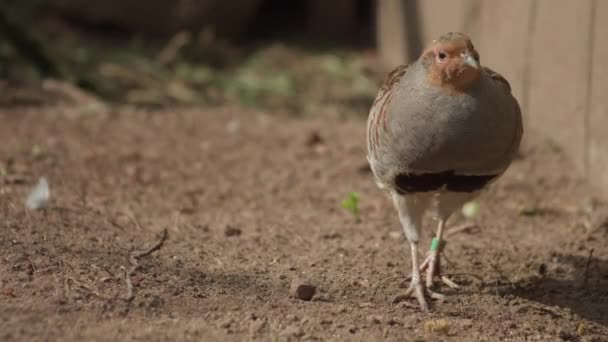 Perfetto Primo Piano Passeggio Grigio Uccello Pernice Alimentazione Canottaggio Nella — Video Stock