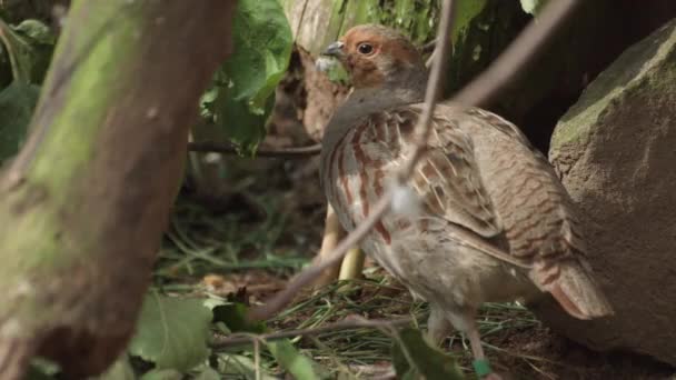 Perfetto Primo Piano Passeggio Grigio Uccello Pernice Alimentazione Canottaggio Nella — Video Stock