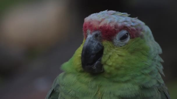 Rood Gekroonde Amazones Amazona Viridigenalis Ook Bekend Als Rode Papegaai — Stockvideo