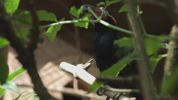 Grüner Arakari Ist Ein Tukan Ein Vogel Der Nähe Von — Stockvideo