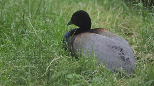 灰色翅膀的小号手坐在草地上 Psophia Crepitans — 图库视频影像