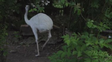 Büyük rhea, Güney Amerika 'nın doğusunda yaşayan uçamayan bir kuş türüdür. Rhea americana.