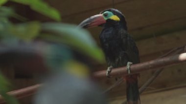 Guiana Toucanet bir ağaç dalında ya da Guyana Toucanet 'te duruyor. Selenidera piperivora. Ramphastidae ailesi..